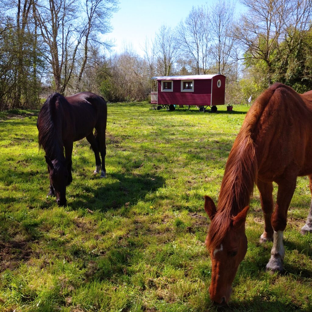 roulotte chevaux